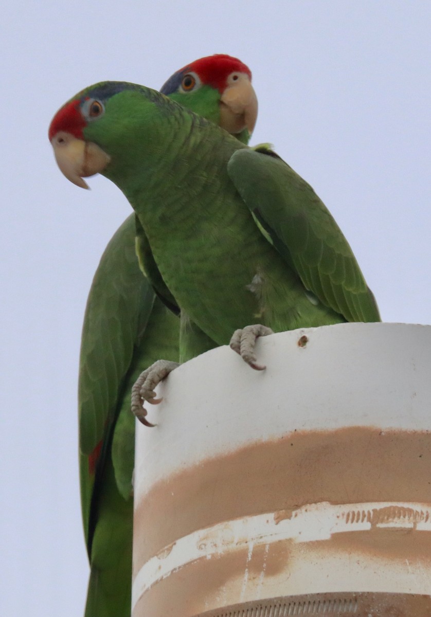 Red-crowned Parrot - ML616260355