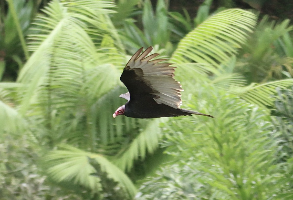 Turkey Vulture - ML616260365