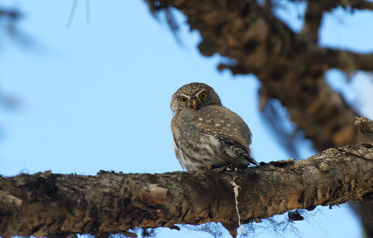Northern Pygmy-Owl - ML616260370