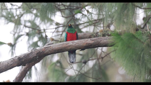 White-tipped Quetzal - ML616260397