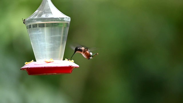 White-bellied Woodstar - ML616260408