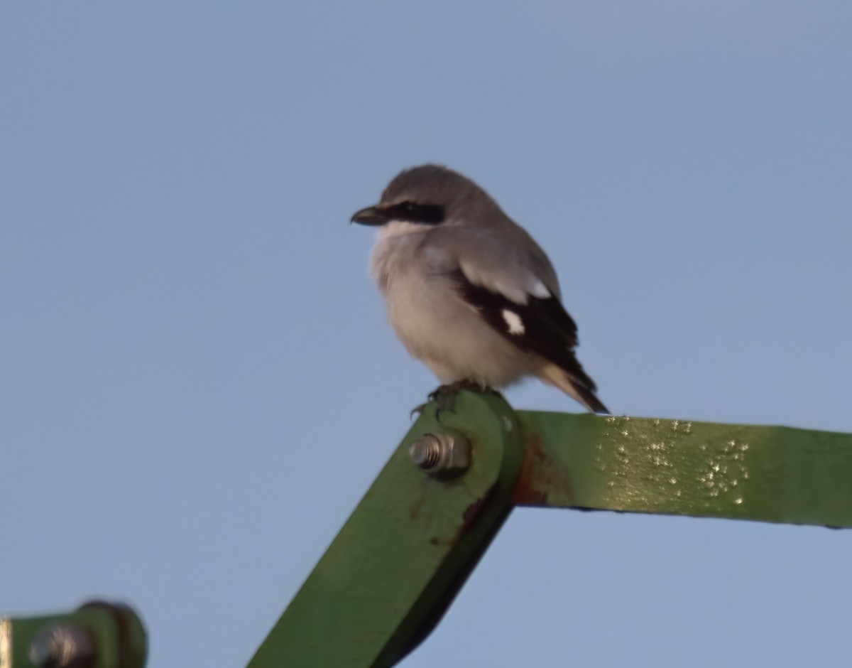 Loggerhead Shrike - Sally Veach