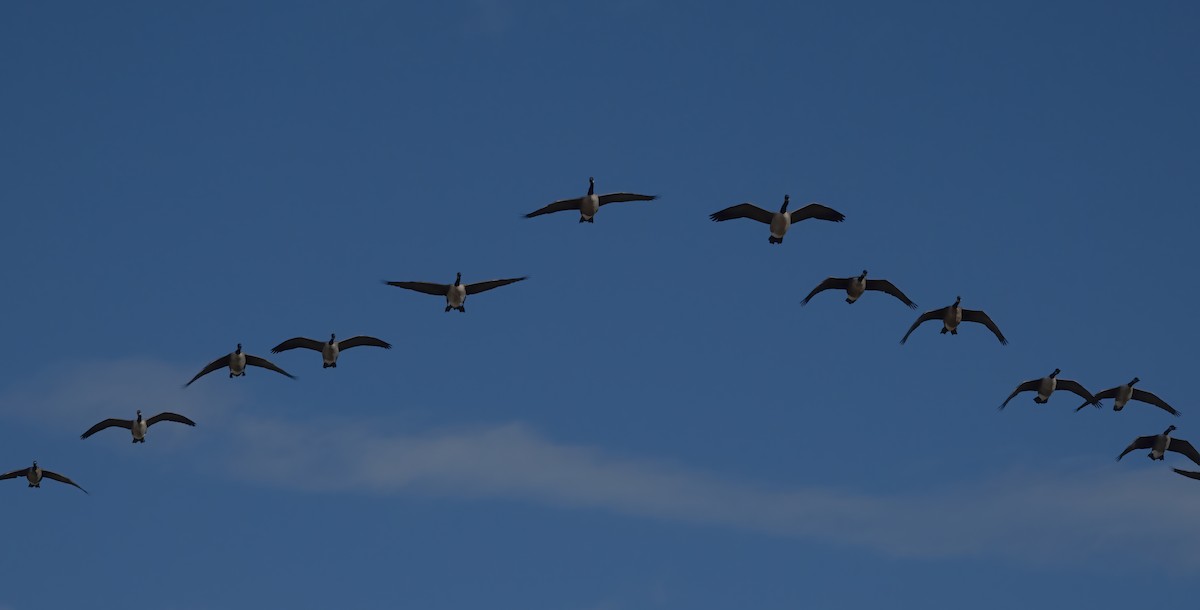 Canada Goose - ML616260427