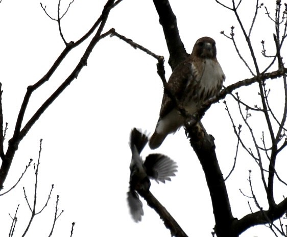 Red-tailed Hawk - ML616260428