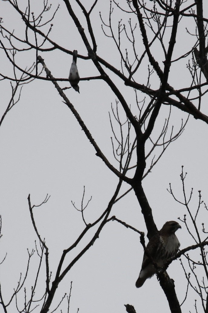 Red-tailed Hawk - ML616260429