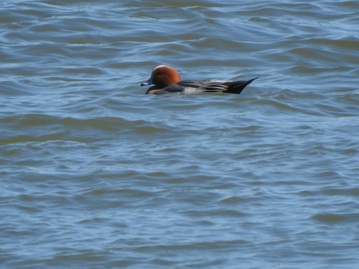 Eurasian Wigeon - ML616260433