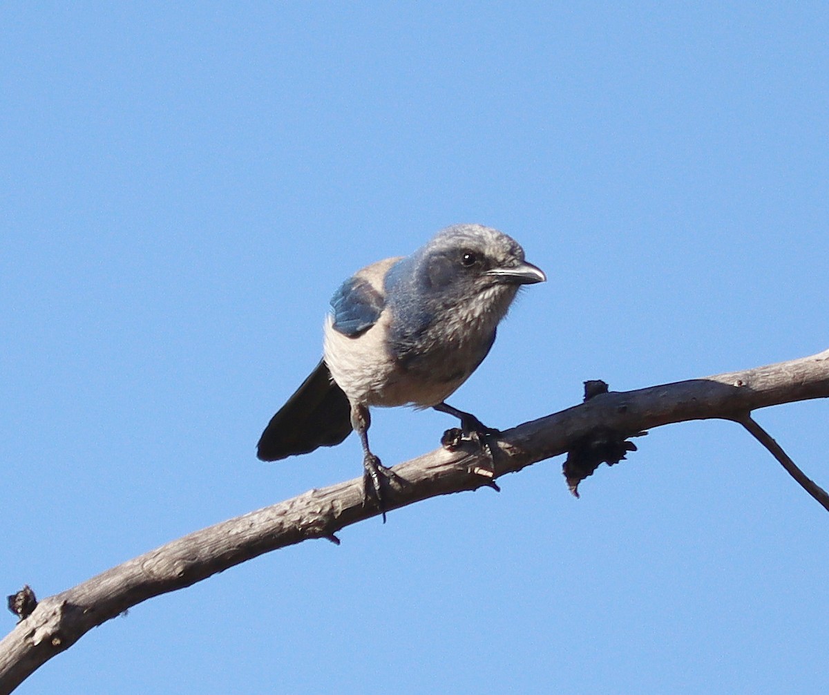 Florida Scrub-Jay - ML616260434