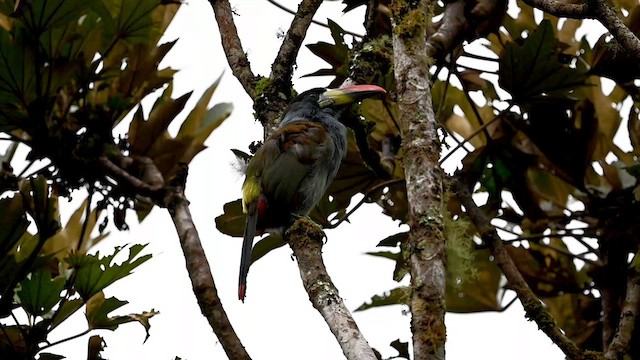 Gray-breasted Mountain-Toucan - ML616260462