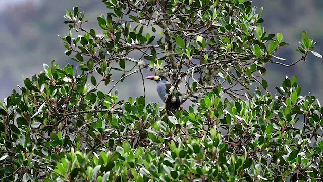 Gray-breasted Mountain-Toucan - ML616260464