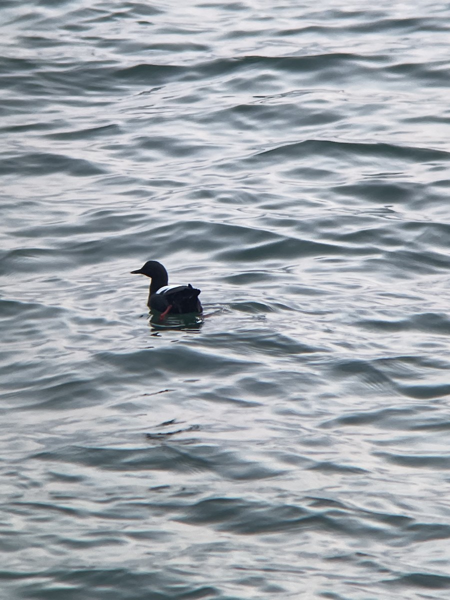 Pigeon Guillemot - Catherine Chang