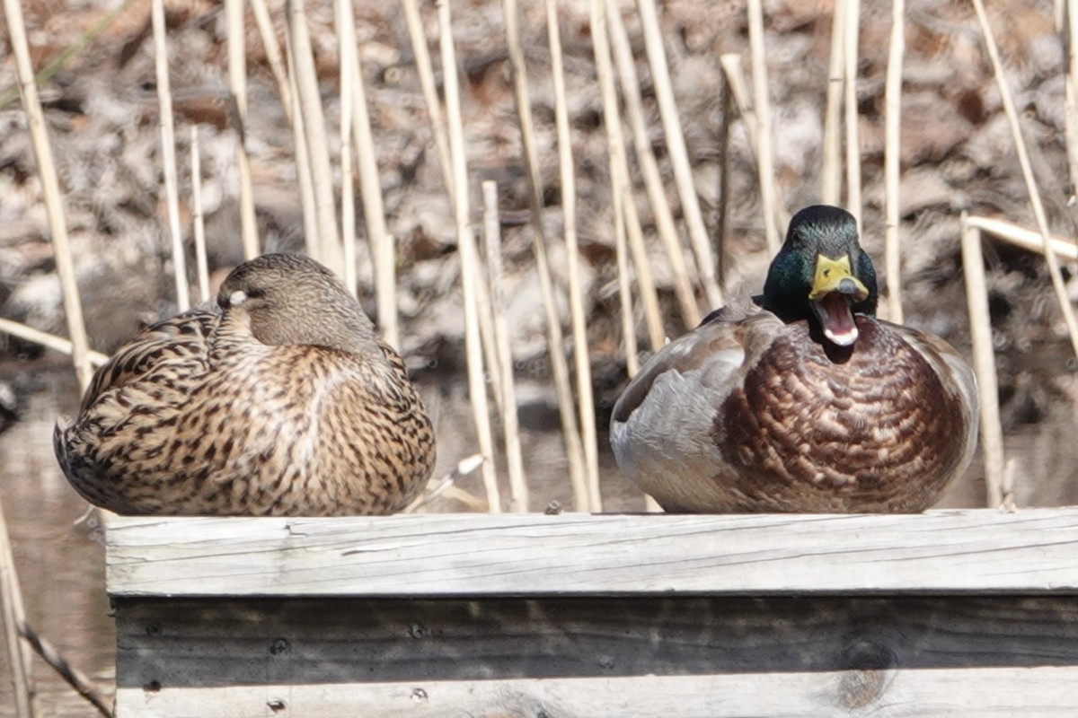 Canard colvert - ML616260525