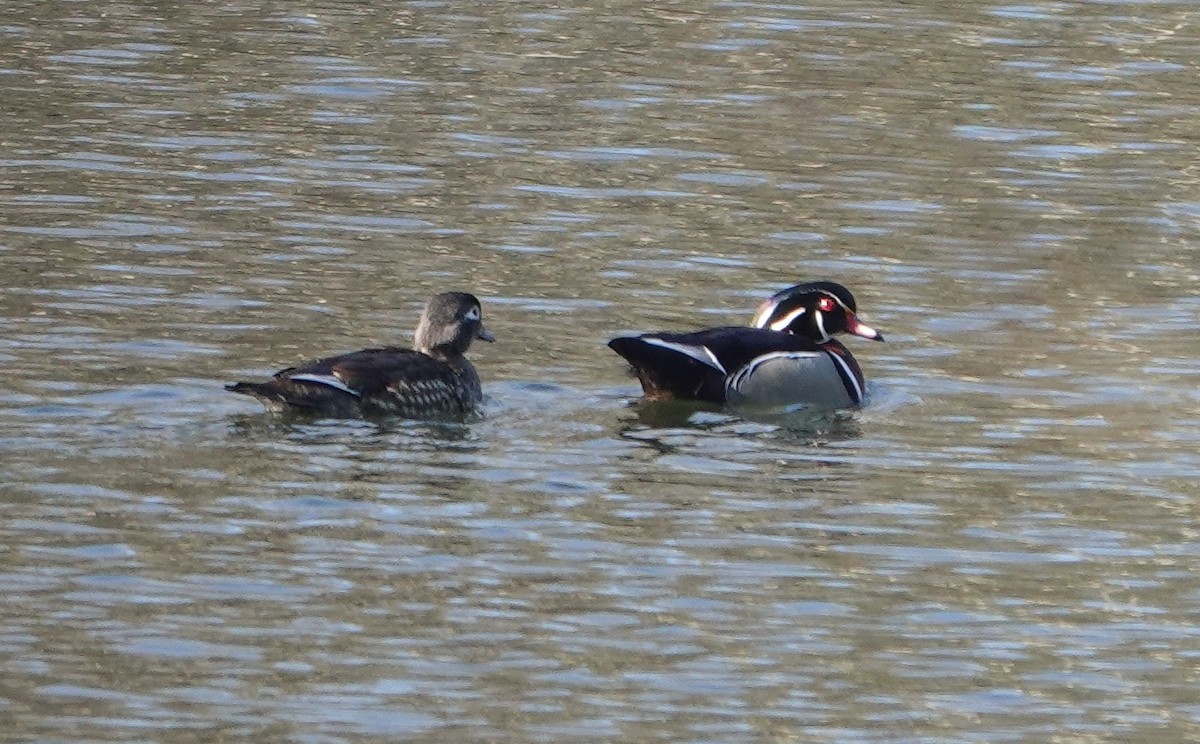 Wood Duck - ML616260528