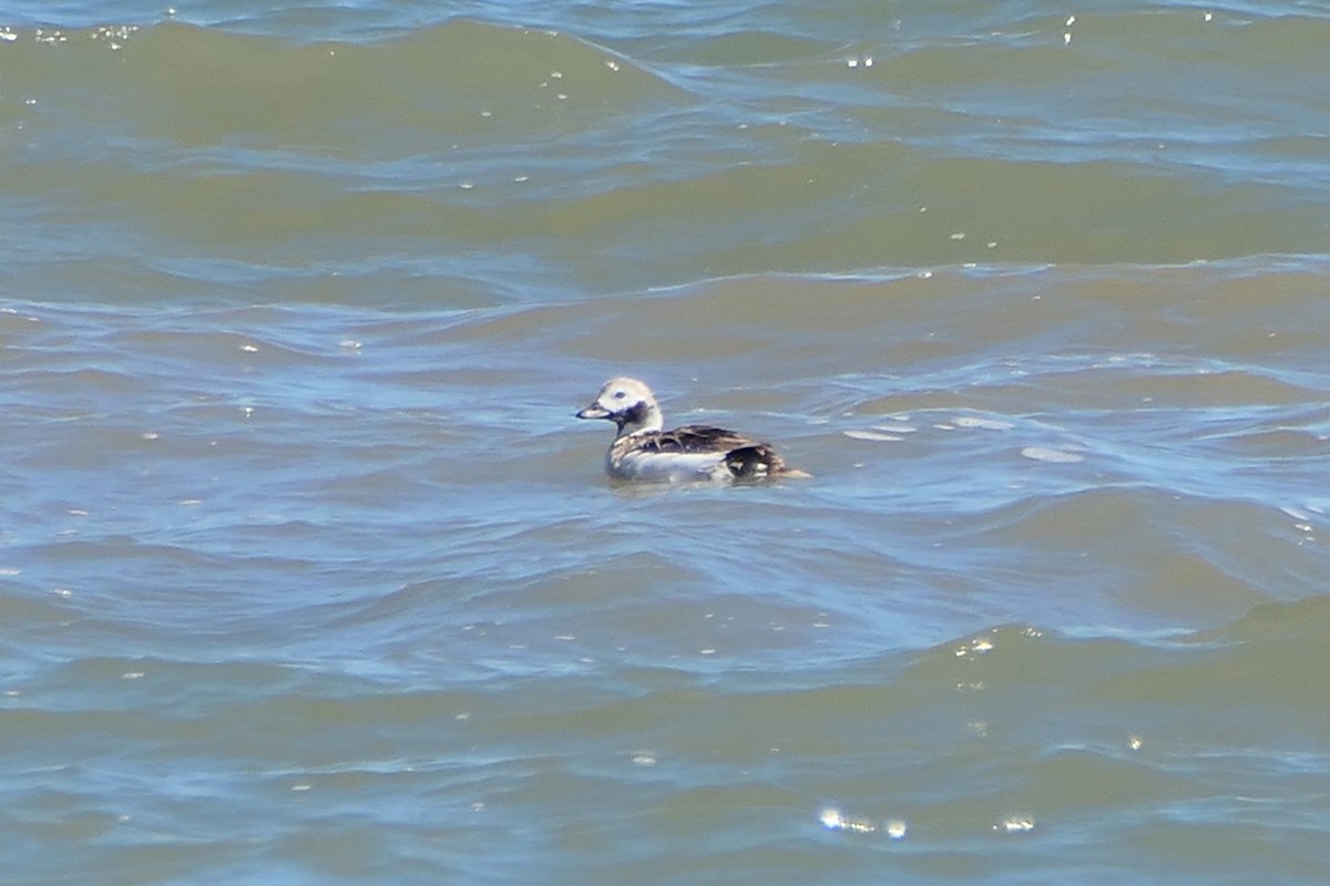 Long-tailed Duck - ML616260546