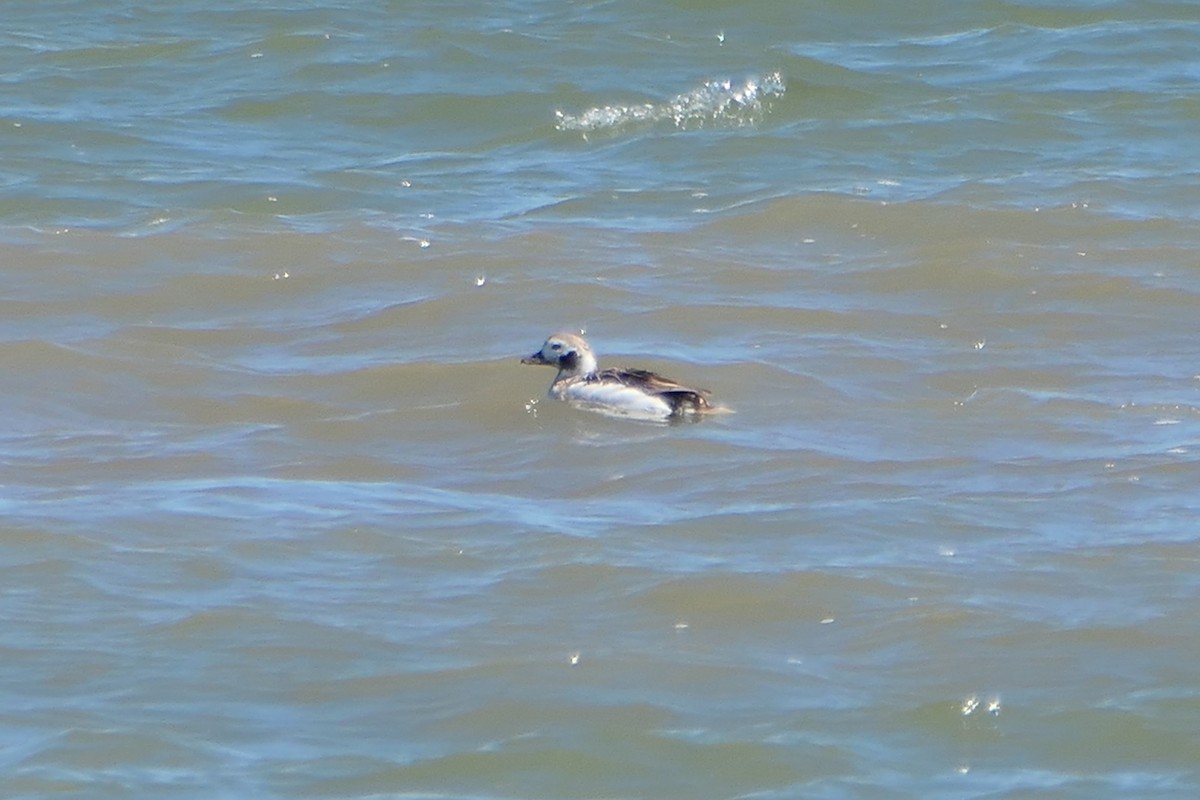 Long-tailed Duck - ML616260547