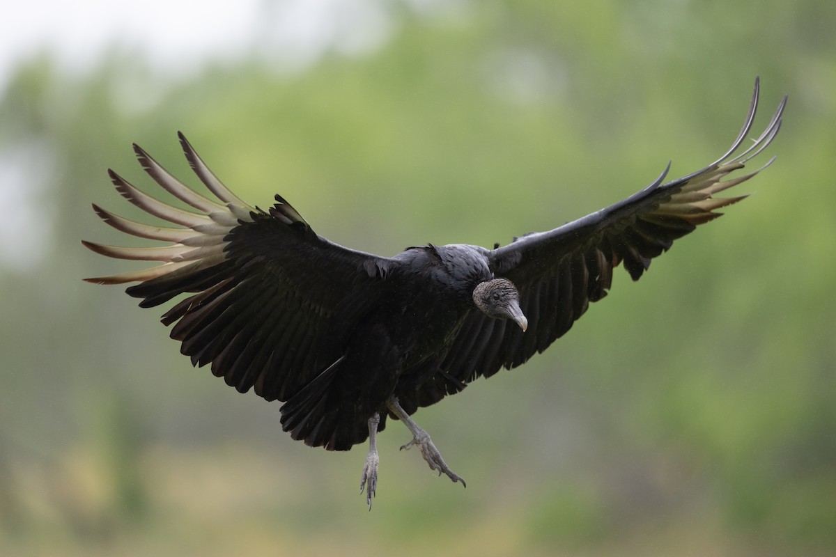 Black Vulture - Steve Pearl