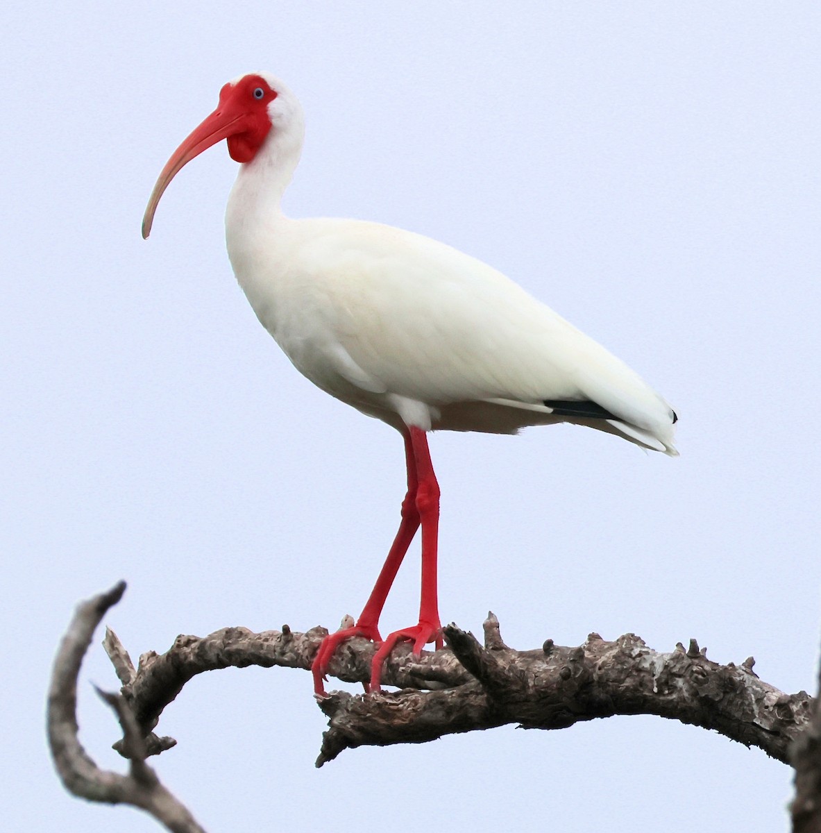 ibis bílý - ML616260606
