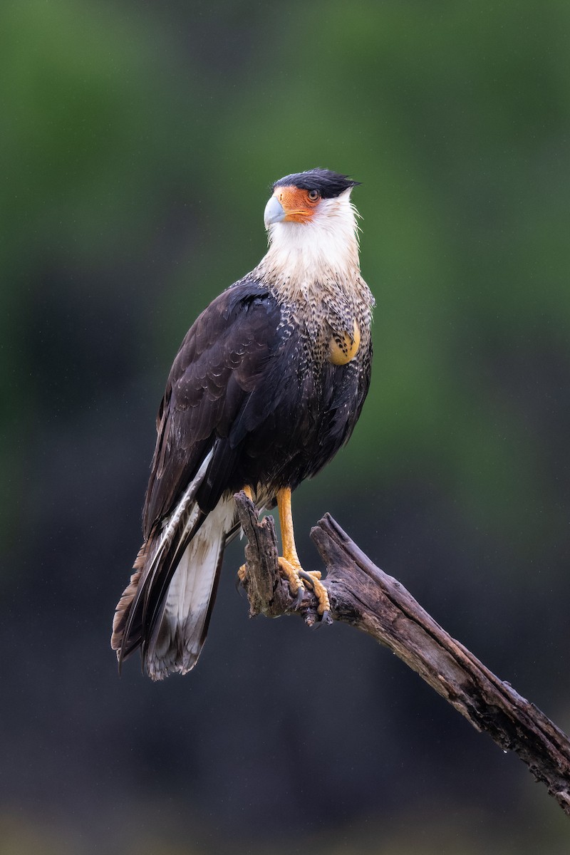 Crested Caracara - Steve Pearl