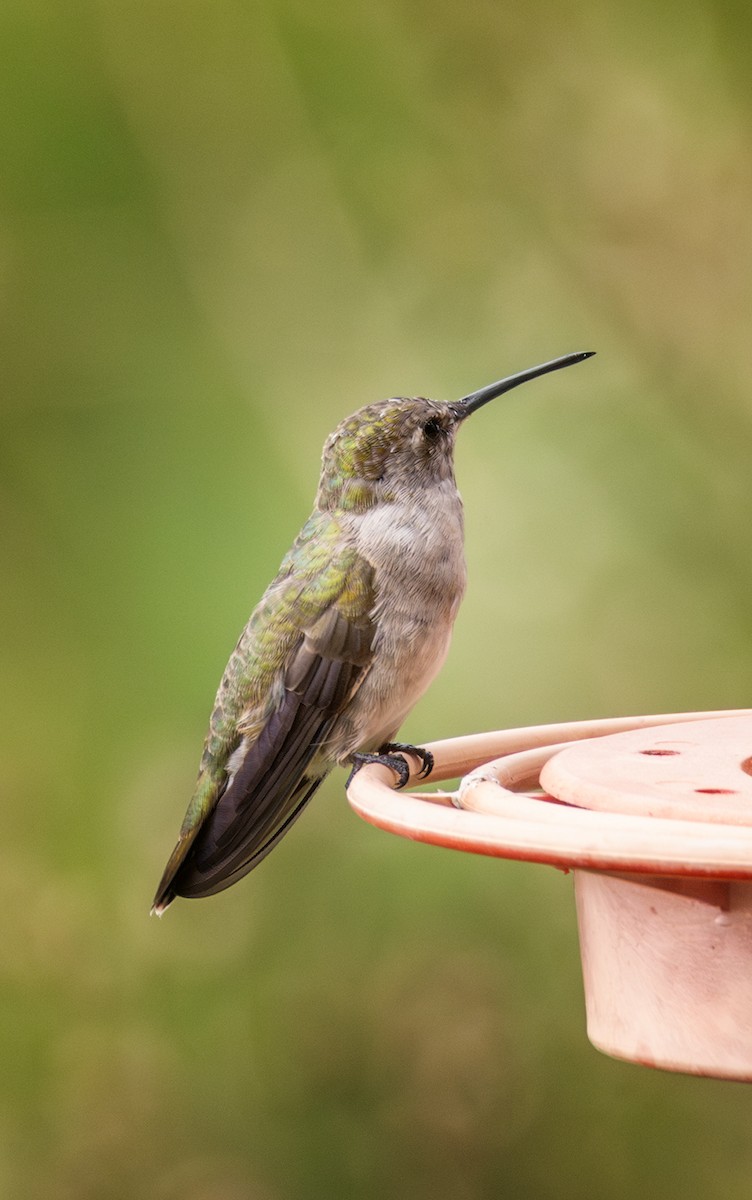 Colibri à gorge rubis - ML616260639