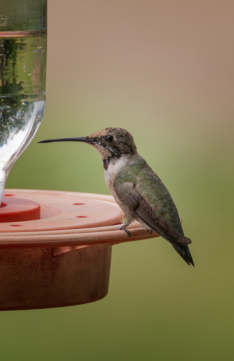 Black-chinned Hummingbird - ML616260642