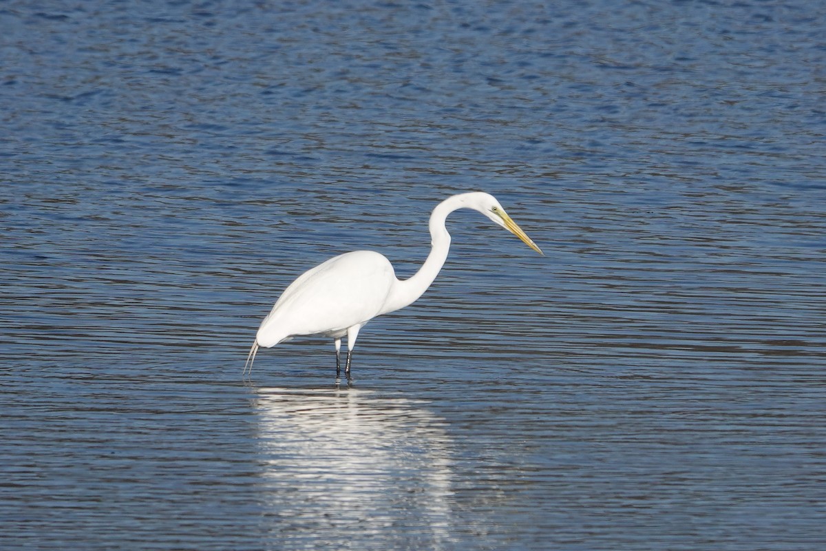 Great Egret - Paul  McPartland