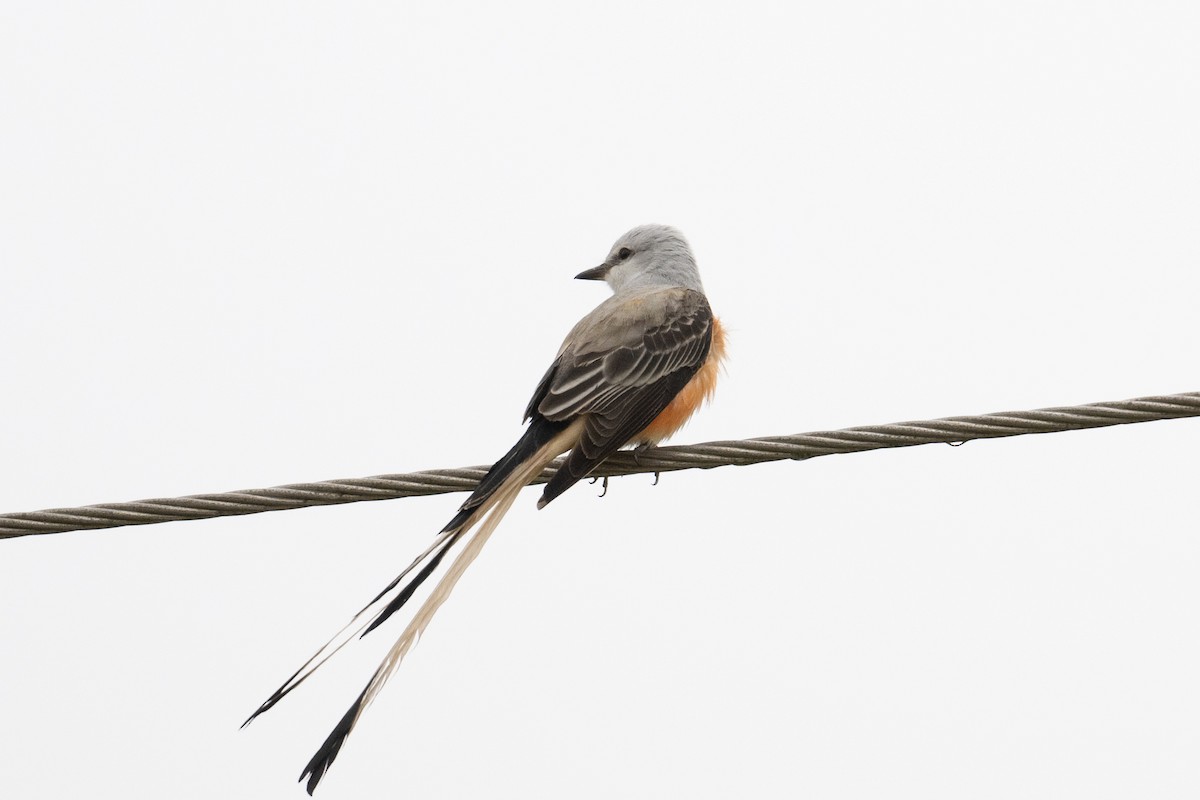 Scissor-tailed Flycatcher - ML616260655