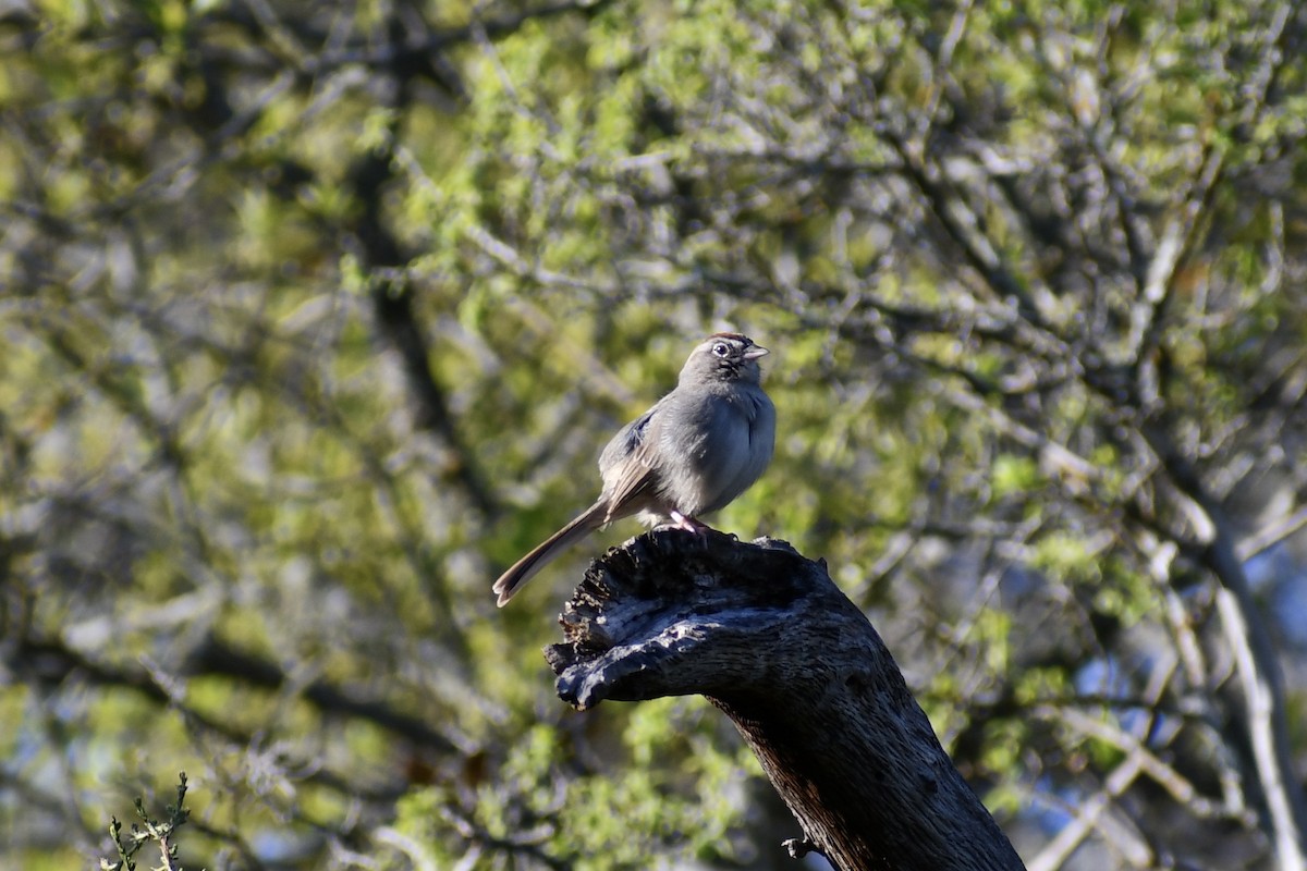 Rufous-crowned Sparrow - ML616260656