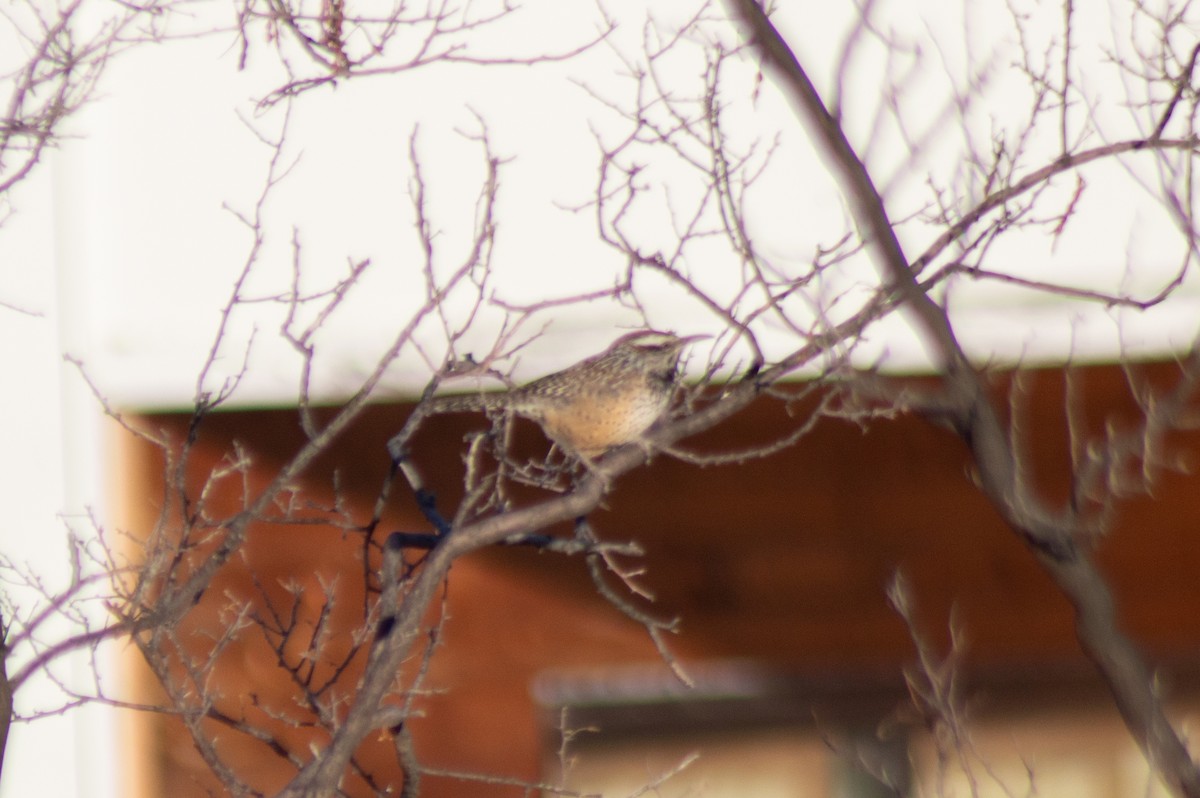 Cactus Wren - ML616260664
