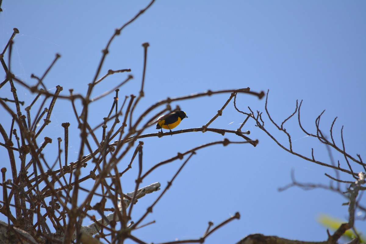 Purple-throated Euphonia - Clark Jeschke