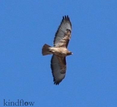Red-tailed Hawk - ML616260670