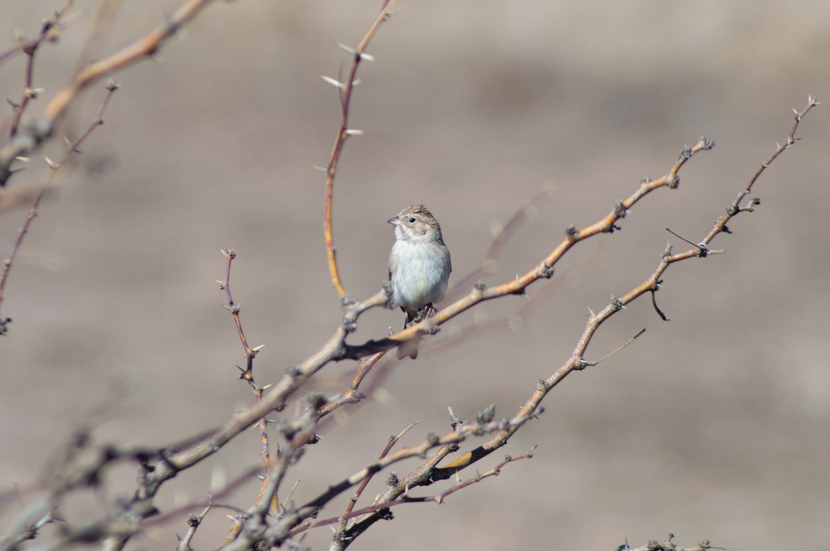 Brewer's Sparrow - ML616260725