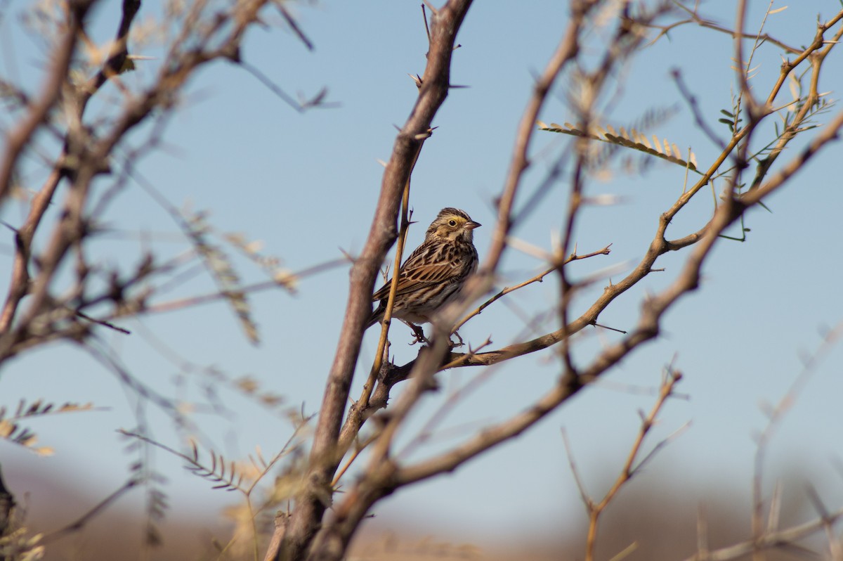 Savannah Sparrow - ML616260732