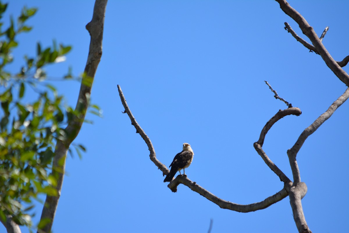 Yellow-headed Caracara - Clark Jeschke