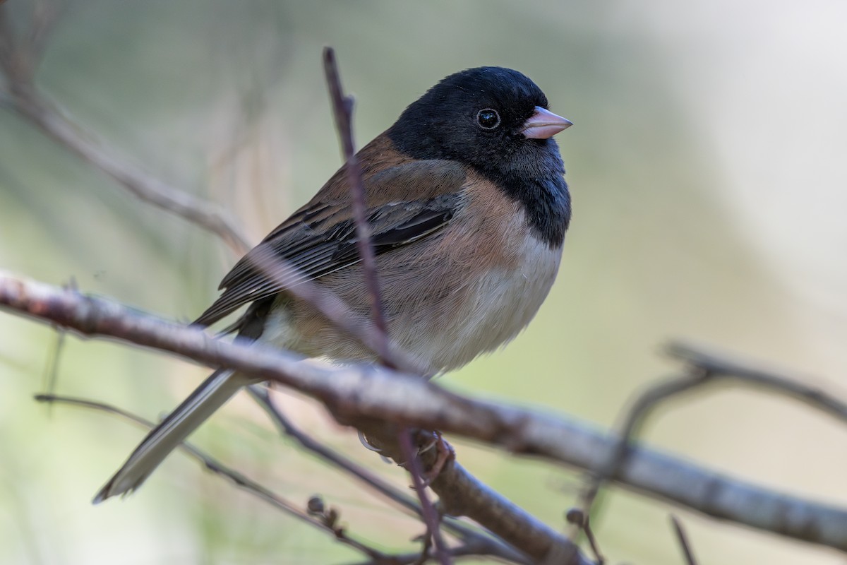 Dark-eyed Junco - ML616260779