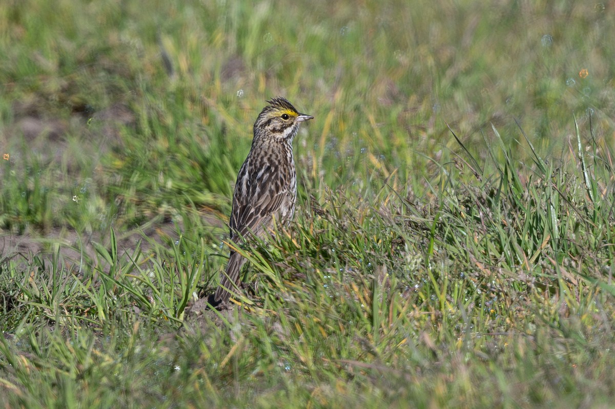 Savannah Sparrow - ML616260785