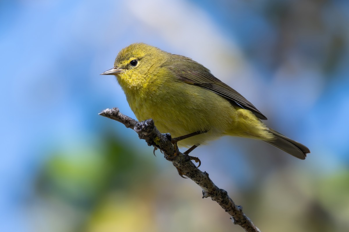 Orange-crowned Warbler - ML616260798