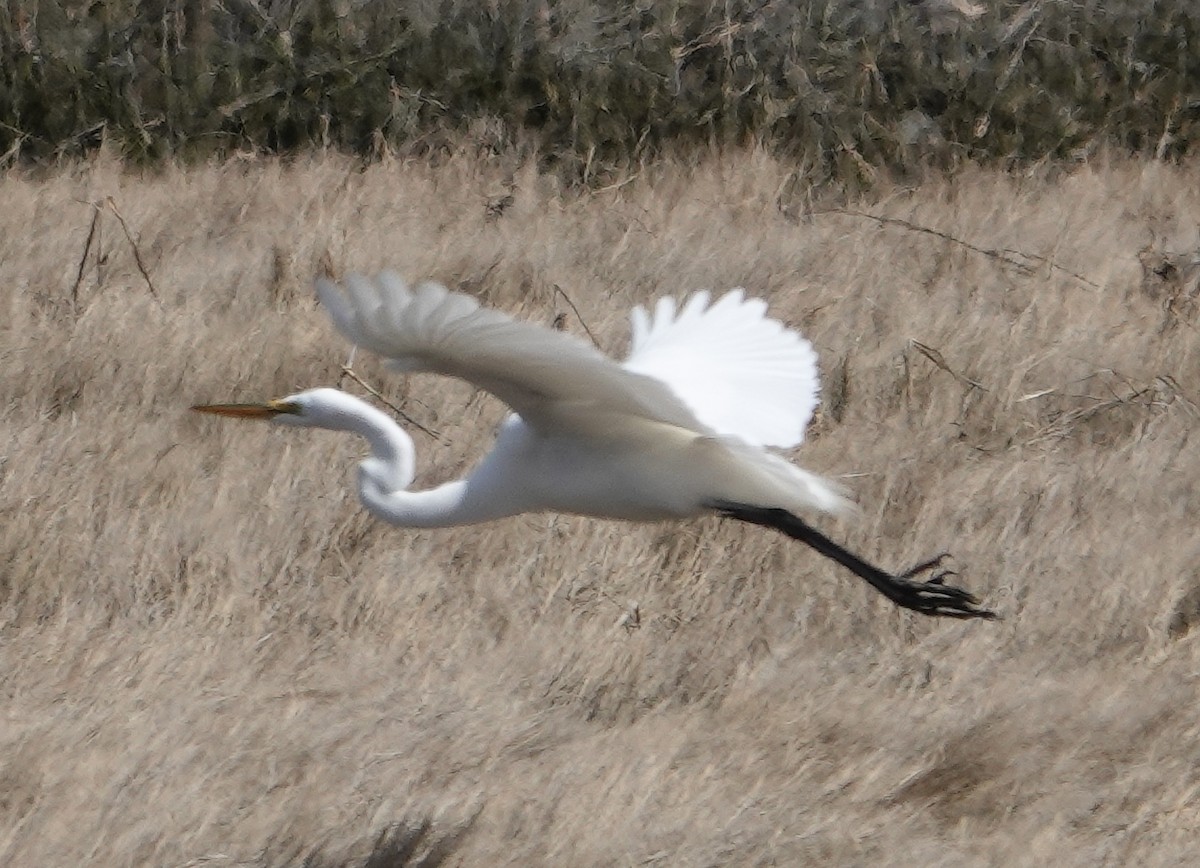 Great Egret - ML616260811