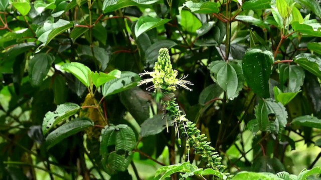 Colibrí Turmalina - ML616260816