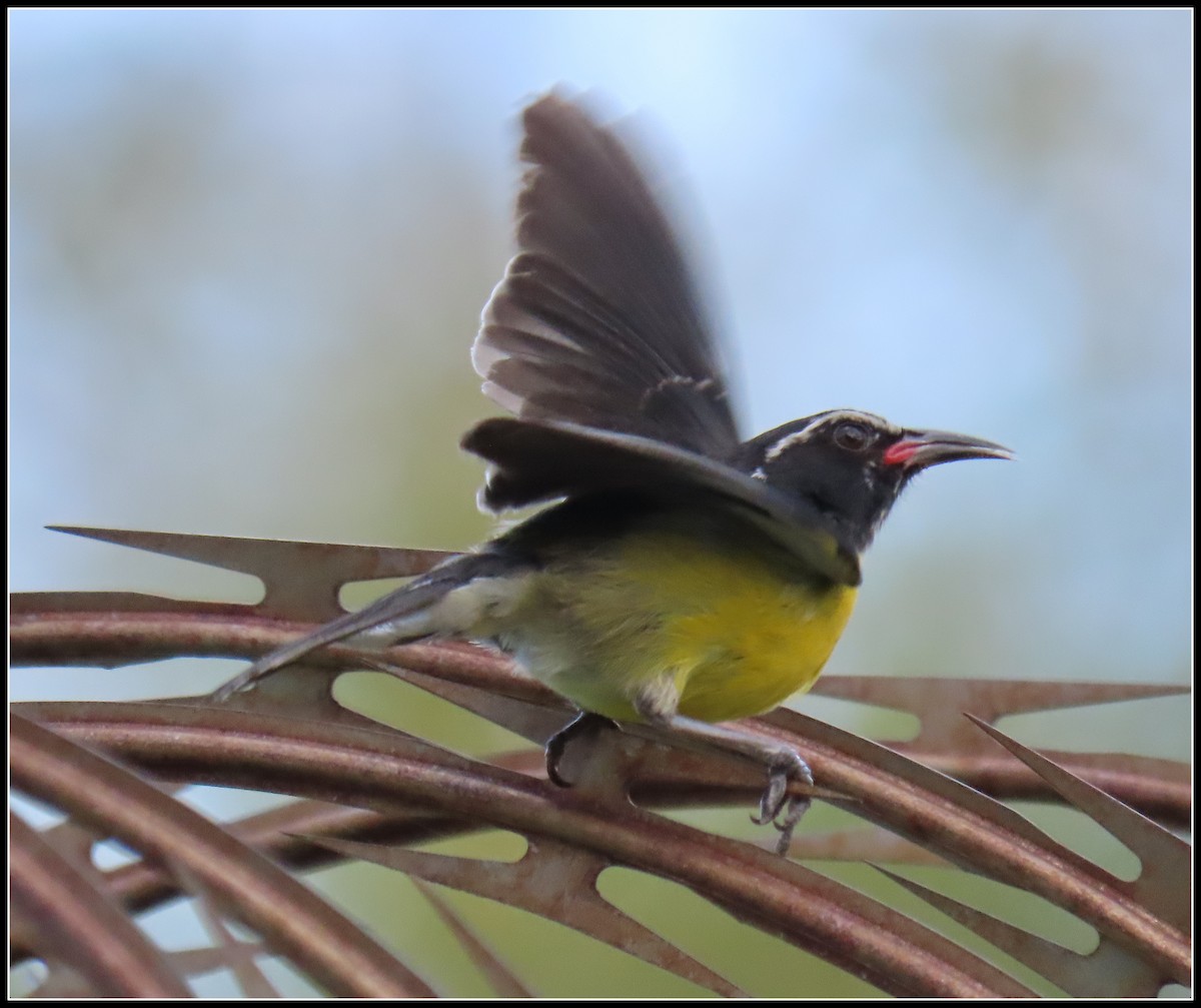 Bananaquit (Lesser Antillean) - ML616260847