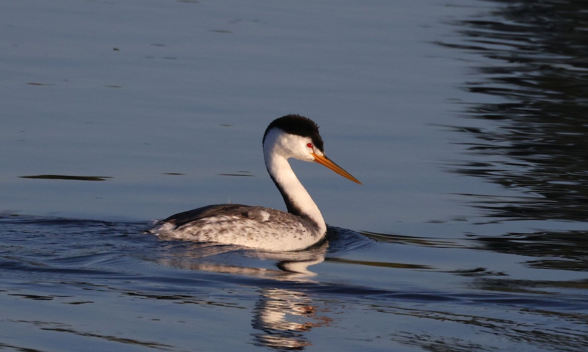 Clark's Grebe - ML616260860