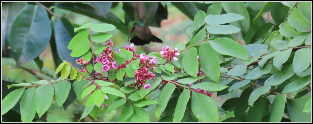 kolibřík chocholatý (ssp. exilis) - ML616260905