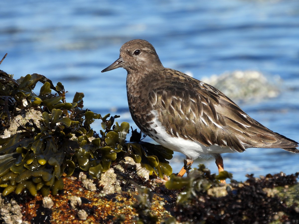 Black Turnstone - ML616260919