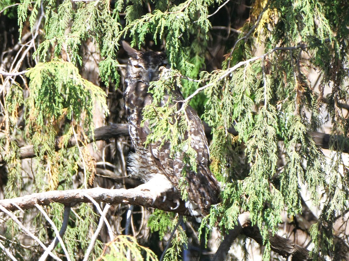 Cape Eagle-Owl (Northern) - ML616260988