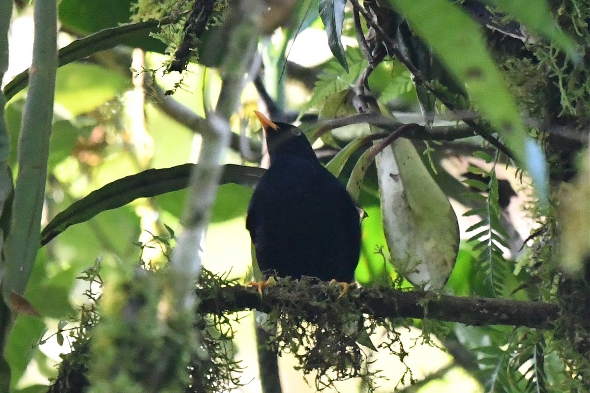 Pale-eyed Thrush - ML616260995