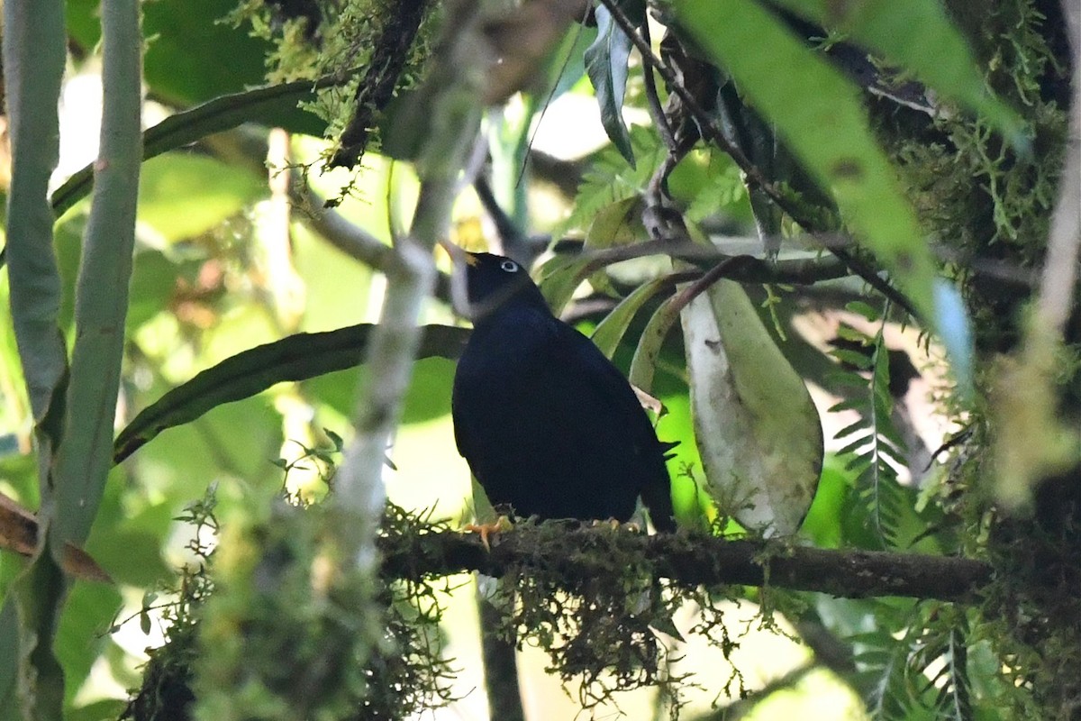 Pale-eyed Thrush - Jerry Chen