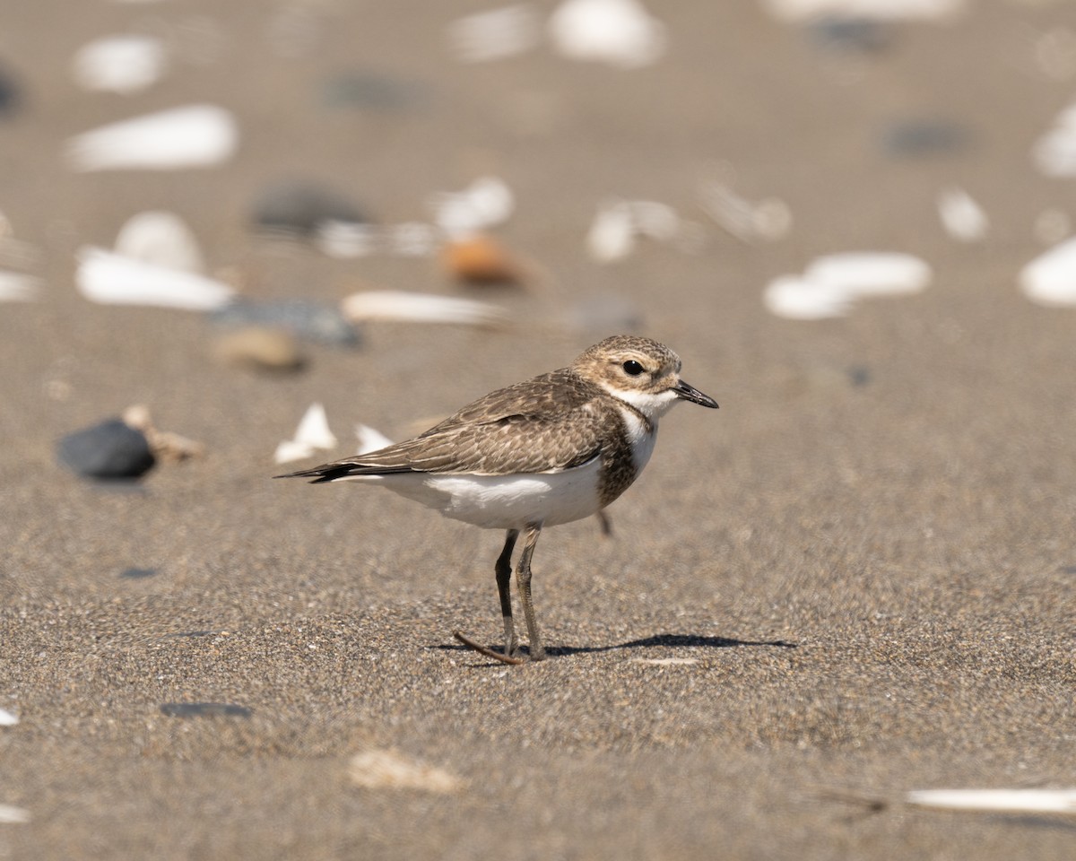 Two-banded Plover - ML616261006