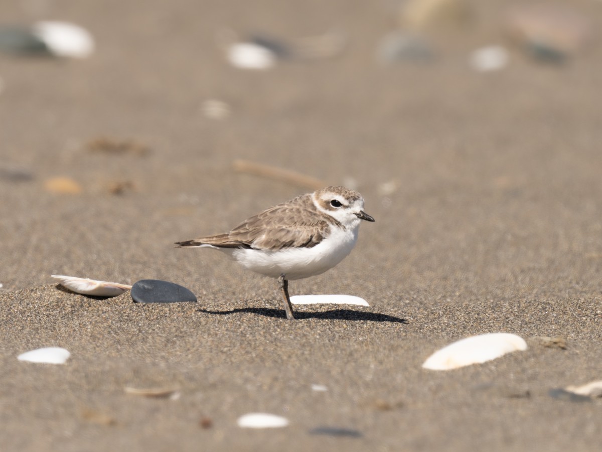Snowy Plover - ML616261011