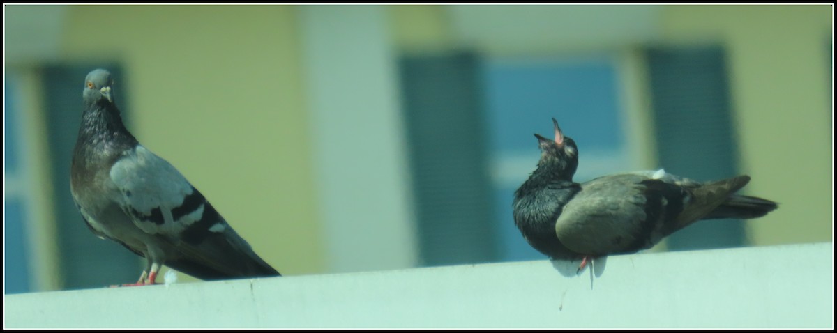 Rock Pigeon (Feral Pigeon) - Peter Gordon