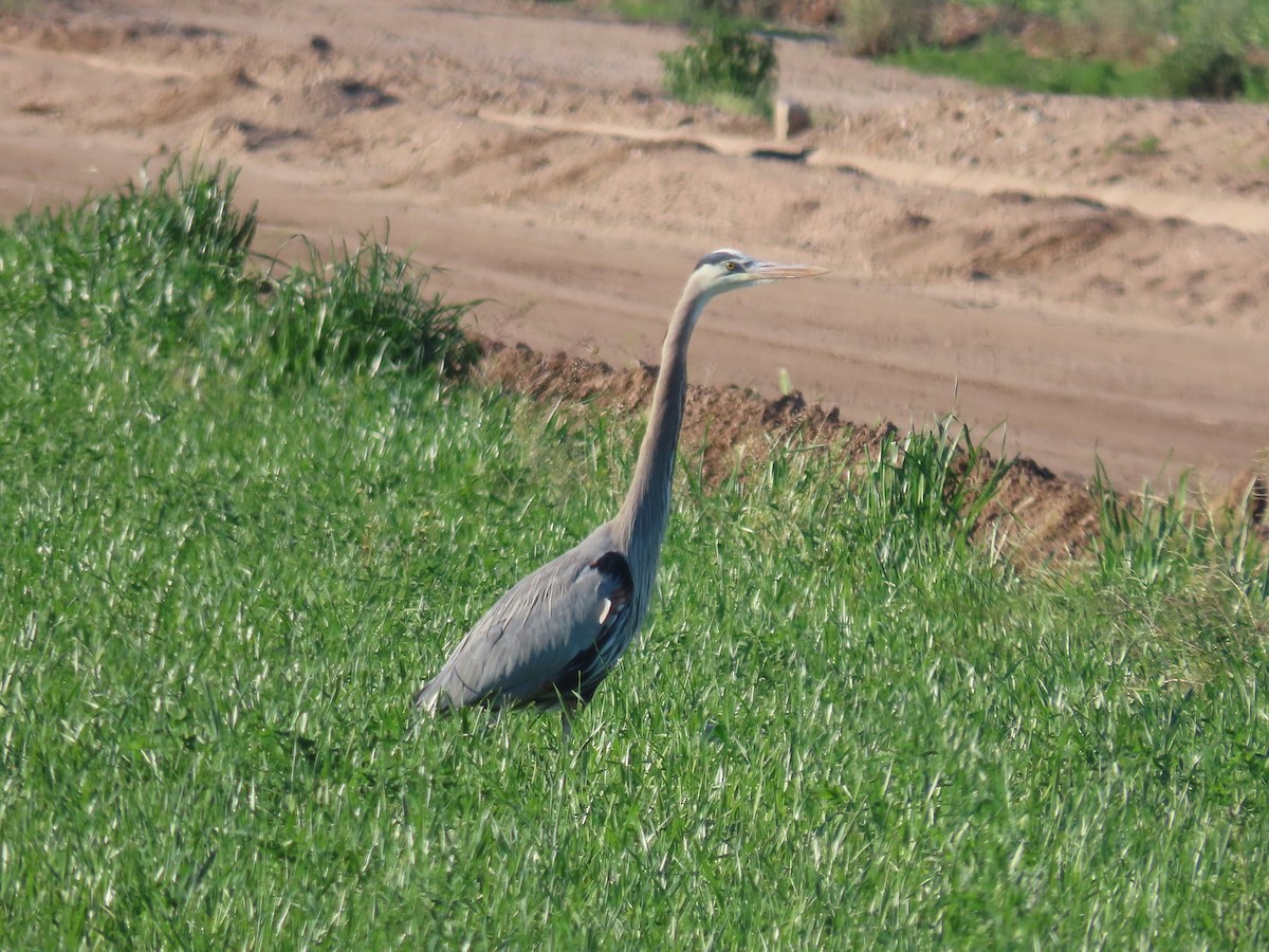 Great Blue Heron - ML616261166