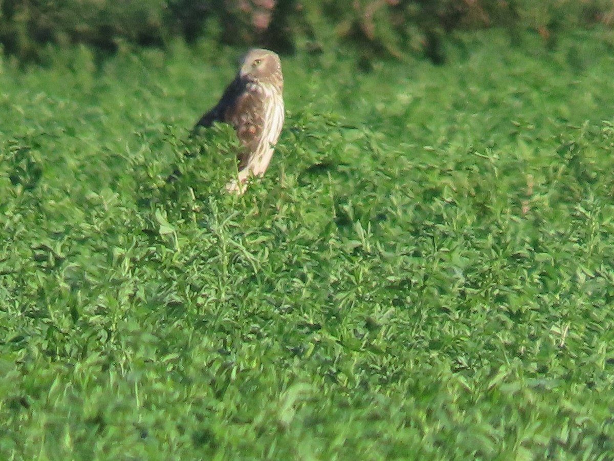 Northern Harrier - ML616261179