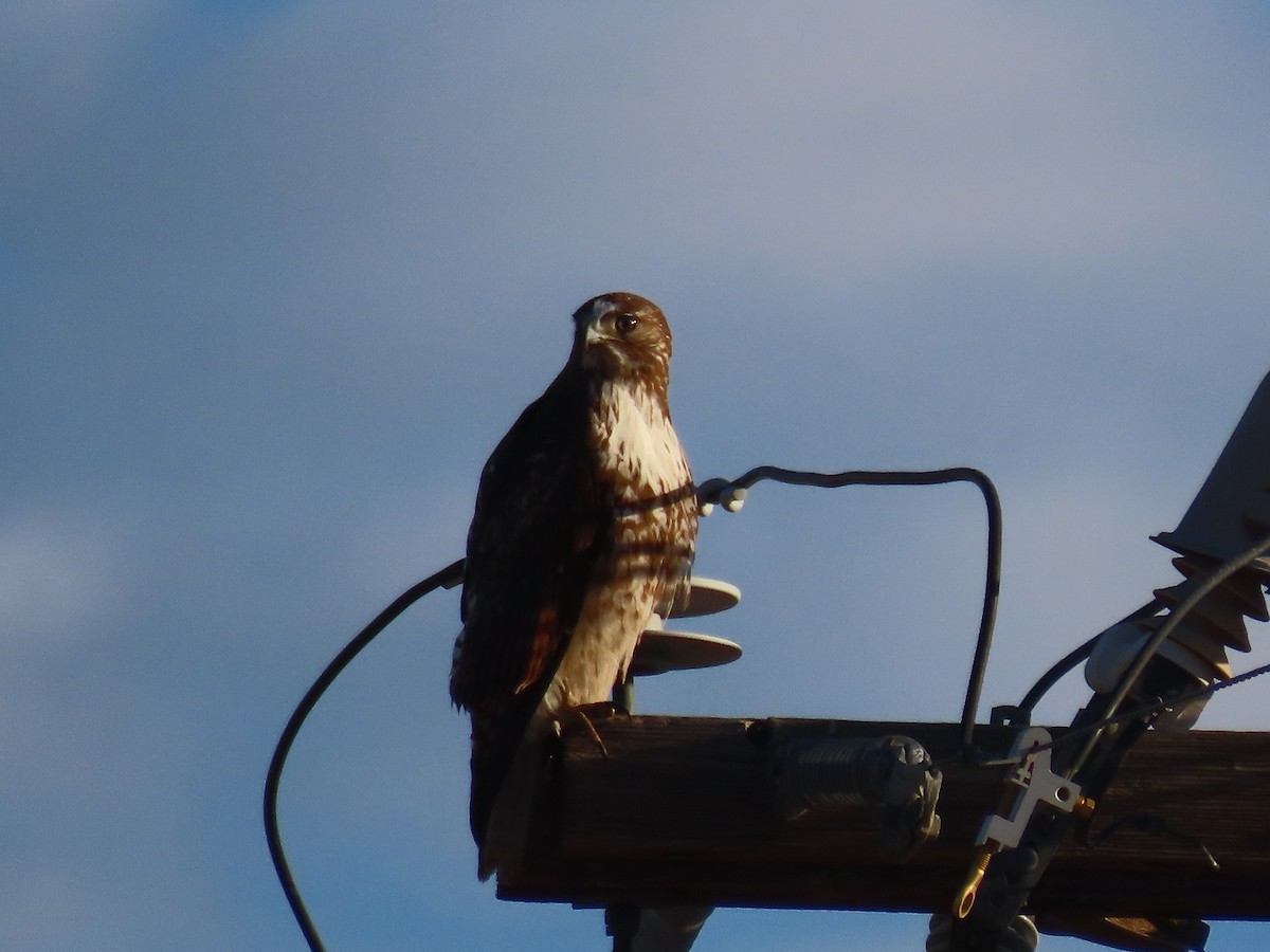 Red-tailed Hawk - ML616261190